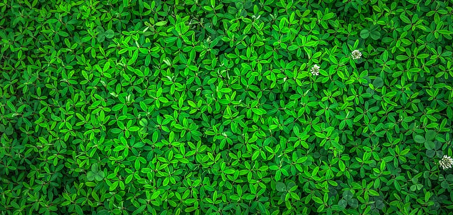 photo, green, leaf plant, leaf, nature, spring, abstract, plants, herb, grass, gregarious, texture, background, pattern, surface, state of the union, the leaves, hwalyeob, green color, backgrounds, full frame, no people, close-up, technology, defocused, day, plant, growth, directly above, beauty in nature, outdoors, foliage, magnification, lush foliage, plant part, high angle view, field, 4K