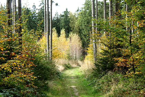 bosc, Camí, arbres, lluny, assolellat, camí forestal, naturalesa, arbre, a l'aire lliure, dia, cap gent, planta, terra, creixement, bellesa a la natura, tranquil·litat, escena tranquil·la, direcció, escena no urbana, escenics - natura, el camí a seguir, color verd, sendera, paisatge, canvi, ruta, 4K, CC0, domini públic, lliure de regalies