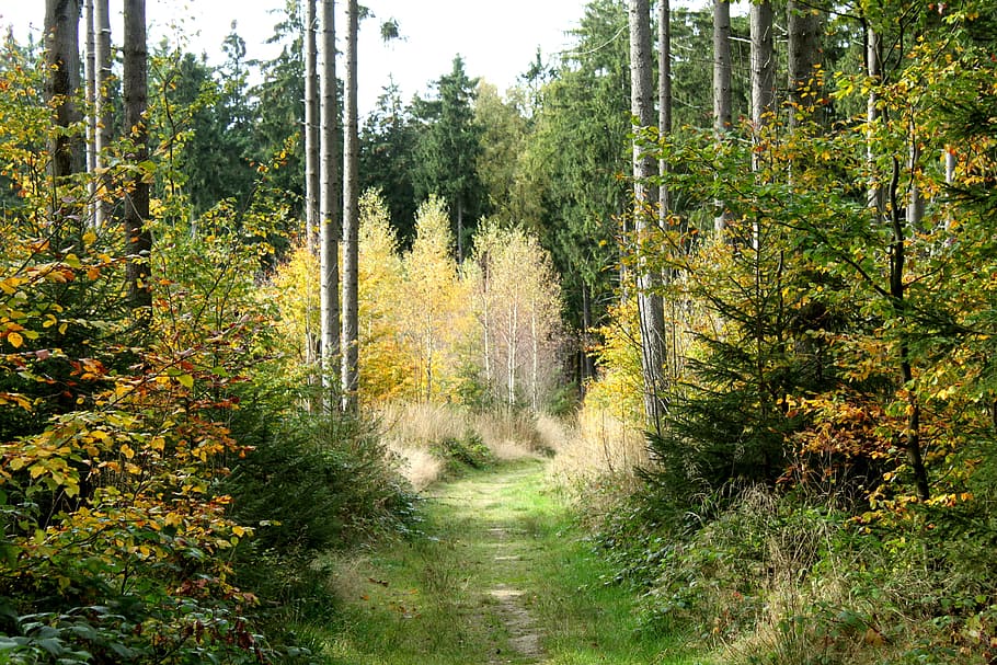 bosc, Camí, arbres, lluny, assolellat, camí forestal, naturalesa, arbre, a l'aire lliure, dia, cap gent, planta, terra, creixement, bellesa a la natura, tranquil·litat, escena tranquil·la, direcció, escena no urbana, escenics - natura, el camí a seguir, color verd, sendera, paisatge, canvi, ruta, 4K