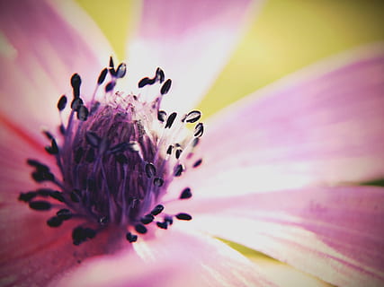 fleur, la nature, printemps, violet, plante, couleur rose, macro, pétale, fermer, fleur simple, beauté dans la nature, été, tête de fleur, botanique, image couleur, fraîcheur, fleurs, fragilité, plante à fleurs, vulnérabilité, inflorescence, pollen, croissance, mise au point sélective, personne, étamine, super gros-plan, mise au point douce, 2K, CC0, domaine public, libre de droits
