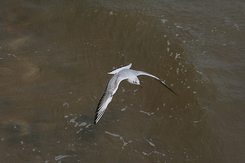 gavina, ocell, vol, mar, Southwold, vertebrats, animals a la natura, ales separades, temes d'animals, animal, fauna animal, aigua, volant, un animal, davant del mar, cap gent, naturalesa, dia, a l'aire, vista d’angle alt, a l'aire lliure, moviment, 2K, CC0, domini públic, lliure de regalies