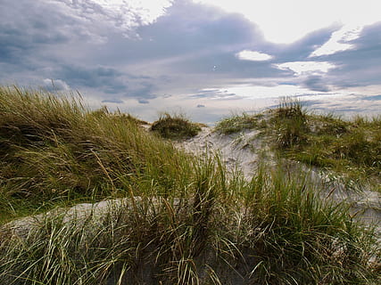 duna, erba, cielo, Danimarca, umore, silenzioso, paesaggio, pianta, crescita, nuvola - cielo, bellezza nella natura, la tranquillità, scenics - natura, nessuno, natura, terra, giorno, scena tranquilla, scena non urbana, all'aperto, acqua, sabbia, ambiente, campo, erba di marram, 2K, CC0, dominio pubblico, privo di copyright