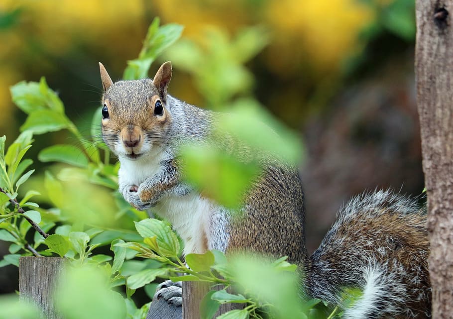 marró, esquirol, verd, planta, gris, pell, bonic, mamífer, rosegador, comú, ulls, temes d'animals, animal, fauna animal, un animal, animals a la natura, ardilla, cap gent, arbre, primer pla, naturalesa, vertebrats, menjar, a l'aire lliure, dia, retrat, 4K