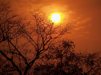 Ruhe, gut aussehend, attraktiv, nett, suchen, Innovation, Digital, virtuell, Wirklichkeit, kahler Baum, Sonne, Baum, draußen, Natur, Sonnenuntergang, Himmel, orange Farbe, Silhouette, Pflanze, Schönheit in der Natur, Ast, Szenen - Natur, keine Leute, ruhige Szene, Flachwinkelansicht, idyllisch, wolke - himmel, Sonnenlicht, romantischer Himmel, 2K, CC0, gemeinfrei, lizenzfrei
