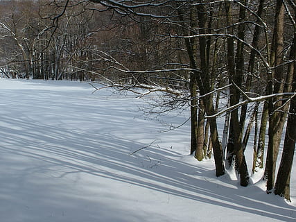 Winter, Bäume, Lichtschatten, Schnee, kalte Temperatur, Baum, Land, Pflanze, kahler Baum, Natur, weiße Farbe, Schönheit in der Natur, keine Leute, Ruhe, Ast, Abdeckung, Wald, Szenen - Natur, ruhige Szene, Nicht-städtische Szene, Kofferraum, draußen, schneebedeckter Berg, 2K, CC0, gemeinfrei, lizenzfrei