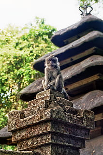 Affe, sitzen, Tier, Koch, sehen, Männer, pelzig, Affen Männchen, wachsam, wild, Affe sitzend, Überblick, Säugetier, Primas, Tierwelt, Natur, Sitzung, süß, Asien, Makaken, draußen, Baum, Wald, keine Leute, Tag, ein Tier, Flachwinkelansicht, Tiere in freier Wildbahn, Tierthemen, Wirbeltier, Pflanze, Fokus auf den Vordergrund, Holz - Material, gebaute Struktur, 2K, CC0, gemeinfrei, lizenzfrei