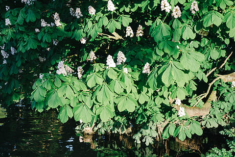 bunga kastanye, kastanye, bunga-bunga, alam, daun, menanam, air, warna hijau, musim panas, kolam, danau, di luar rumah, hari, bagian tanaman, pertumbuhan, keindahan di alam, tidak ada orang, kesegaran, pohon, ketenangan, bunga, tampilan sudut tinggi, hijau, tanaman berbunga, Daun-daun, 4K, CC0, domain publik, bebas royalti