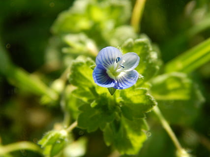 blomst celeste, vild, lille, makro, plante, friskhed, blomst, blomstrende plante, tæt på, skønhed i naturen, vækst, sårbarhed, skrøbelighed, natur, ingen mennesker, blad, plante del, selektiv fokusering, blomsterstand, udendørs, blomsterhoved, kronblad, blå, dag, lilla, 4K, CC0, offentligt domæne, royaltyfrie