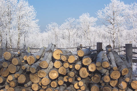mráz, led, zimní, Studený, dřevo, palivové dříví, strom, log, zásobník, odlesňování, dřevařský průmysl, velká skupina objektů, rostlina, Příroda, les, dřevo - materiál, hojnost, paliva a energie, otázky životního prostředí, den, fosilní palivo, holý strom, poškození životního prostředí, nikdo, venku, 1080P, CC0, veřejná doména, bez autorských práv