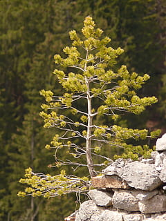 Pine, Tree, Western, Alone, Lonely, pine, tree, nature, growth, plant, no people, outdoors, day, beauty in nature, focus on foreground, green color, close-up, tranquility, sunlight, flower, fragility, vulnerability, land, selective focus, field, solid, 2K, CC0, public domain, royalty free