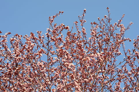 kwiat, drzewo, Natura, wiosna, rozkwiecony, różowy, naturalny, Oddział, kwiatowy, niebo, sakura, park, flora, kwiaty, język japoński, drzewa, na wolnym powietrzu, wiśnia, roślina, roślina kwitnąca, czyste Niebo, kwitnąć, wzrost, niski kąt widzenia, kruchość, piękno natury, kolor różowy, świeżość, niebieski, żadnych ludzi, dzień, wrażliwość, Kwiat Wiśni, na dworze, Wiśniowe drzewo, 4K, CC0, domena publiczna, darmowe zdjęcia