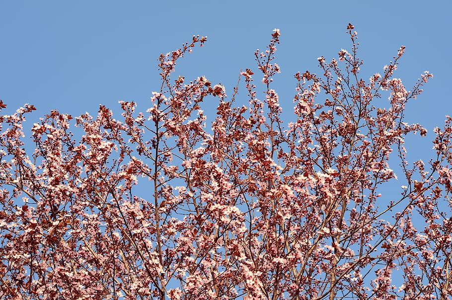 florir, arbre, naturalesa, primavera, florint, rosa, natural, branca, floral, cel, sakura, parc, flora, flors, japonès, arbres, a l'aire lliure, cirera, planta, flor, planta amb flors, cel clar, creixement, vista d’angle baix, fragilitat, bellesa a la natura, color rosa, frescor, blau, cap gent, dia, vulnerabilitat, flor de cirerer, cirerer, 4K