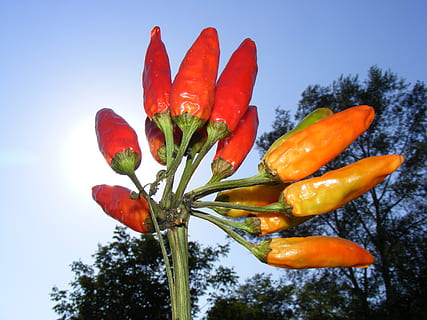 Chili, heiß, Pfeffer, rot, Sonnenlicht, Lebensmittel, Getränk, Pflanzen, Gemüse, Pflanze, Frische, keine Leute, Himmel, Natur, Nahansicht, Schönheit in der Natur, Wachstum, Chili-Pfeffer, orange Farbe, Essen und Trinken, Blume, Tag, Baum, blühende Pflanze, würzen, draußen, 2K, CC0, gemeinfrei, lizenzfrei