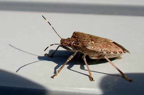 Käfer, Insekt, Makro, Tier, Natur, Nahansicht, Tierantenne, Tierwelt, Tierthemen, ein Tier, Tiere in freier Wildbahn, wirbellos, keine Leute, Schatten, selektiver Fokus, Tag, Tierkörperteil, Zoologie, draußen, in voller Länge, Sonnenlicht, Seitenansicht, 1080P, CC0, gemeinfrei, lizenzfrei