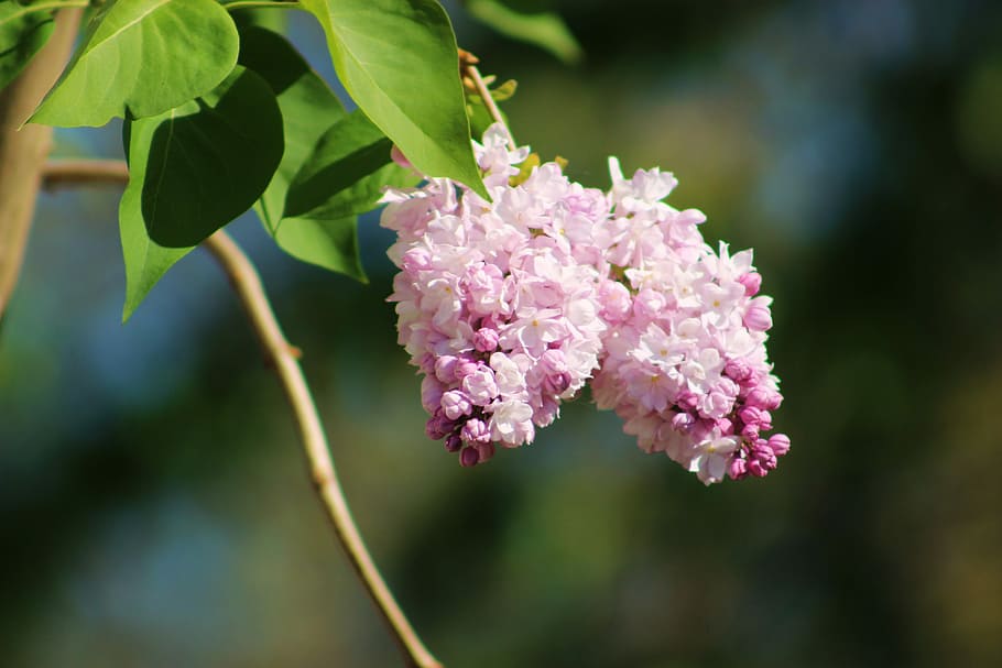 senza, lilla, primavera, pianta, nero, fiore lilla, fiorente, fioriture, bellissimo, fiore, pianta fiorita, bellezza nella natura, colore rosa, crescita, freschezza, fragilità, vulnerabilità, avvicinamento, concentrarsi sulle conoscenze acquisite, natura, foglia, petalo, parte vegetale, giorno, testa di fiore, infiorescenza, nessuno, botanica, all'aperto, 5K