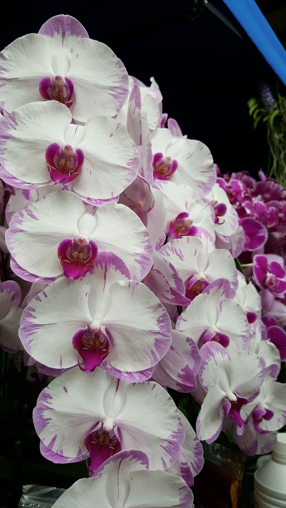 flor, blanc, neu, decoració, flor blanca, flors blanques, naturalesa, floral, planta, primavera, disseny, patró, estiu, natural, jardí, bouquet, pètal, florir, decoratiu, orquídies, salutació, casament, símbol, festa, planta amb flors, vulnerabilitat, fragilitat, bellesa a la natura, frescor, color rosa, inflorescència, cap de flor, primer pla, creixement, cap gent, dia, botànica, a l'aire lliure, Color blanc, pol·len, suavitat, porpra, Ram de flors, arranjament floral, 5K