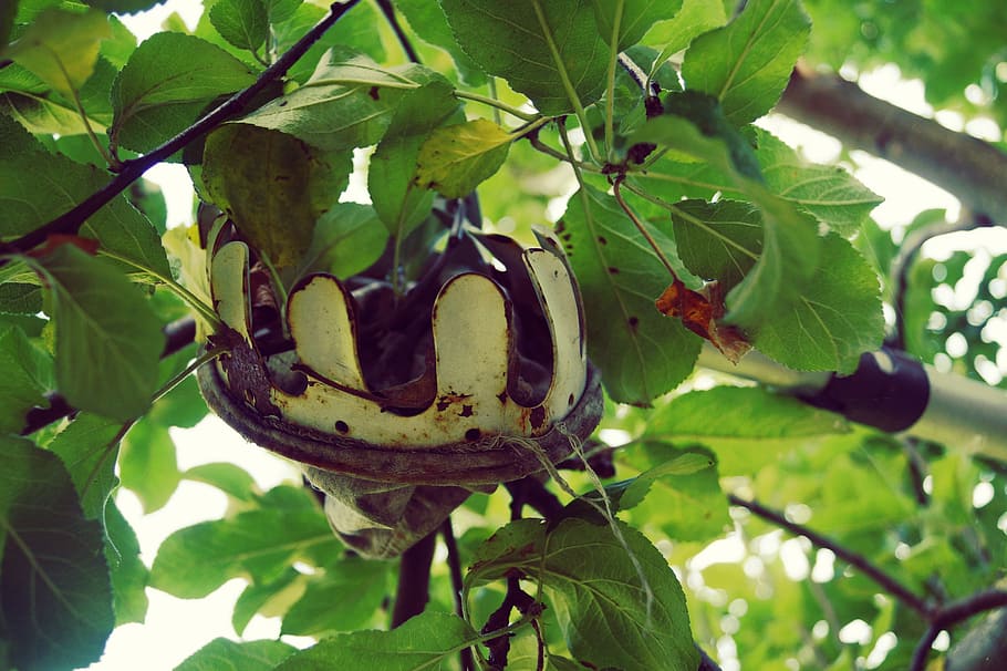 Quan, fruita, collita, collir, arbre, arbre fruiter, jardí, apfelernte, planta, part de la planta, full, creixement, color verd, naturalesa, primer pla, dia, cap gent, branca, menjar i beguda, menjar, centrar-se en primer pla, bellesa a la natura, a l'aire lliure, vista d’angle baix, penjant, forma del cor, 2K