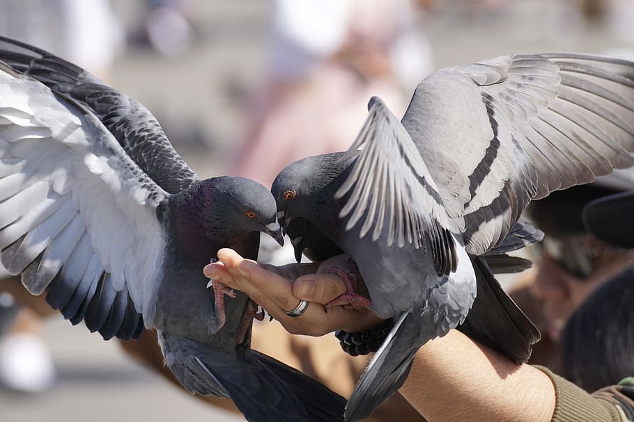 persona, celebració, dos, gris, coloms, alimentació, mà, volar, espai, ala, colom, ciutat, ploma, ocell, animal, naturalesa, vertebrats, fauna animal, animals a la natura, grup d’animals, ales separades, part del cos dels animals, volant, mà humana, gent, ala dels animals, centrar-se en primer pla, menjar, dia, part del cos humà, 5K