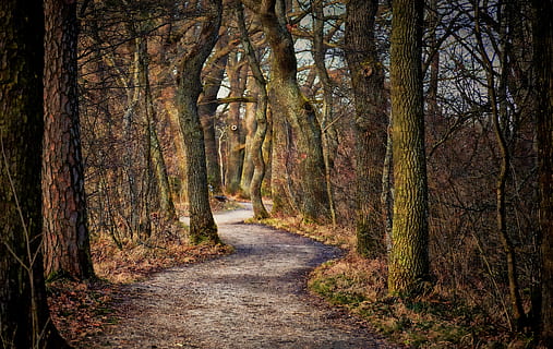 photo, forest trees, tree, nature, landscape, leaf, park, autumn, at the court of, way, no one, plant, season, the environment, branch, hiking, the stage, forest, trunk, tree trunk, land, tranquility, direction, the way forward, tranquil scene, beauty in nature, growth, woodland, non-urban scene, no people, footpath, scenics - nature, day, change, outdoors, diminishing perspective, treelined, 4K, CC0, public domain, royalty free