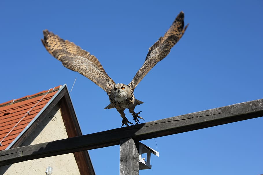 fugl, ugle, flyve, dyr, dyre temaer, dyreliv, dyr i naturen, rovfugl, himmel, hvirveldyr, et dyr, skyfri himmel, flyvende, spredte vinger, dyr kropsdel, arkitektur, ingen mennesker, bygget struktur, natur, blå, lav vinkel visning, dag, udendørs, 5K