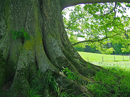Baum mit grüner Rinde, Rasenplatz, tagsüber, Baum, Wurzel, Stamm, verwurzelt, urig, elementar, Natur, Macht, natürliche Energie, Alter, Gras, Blätter, sich ausruhen, Pflanze, grüne Farbe, Baumstamm, Kofferraum, Wachstum, Land, Schönheit in der Natur, Ruhe, Tag, keine Leute, Feld, Szenen - Natur, Umgebung, Landschaft, ruhige Szene, draußen, Ast, 4K, CC0, gemeinfrei, lizenzfrei
