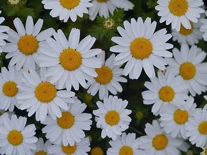 close-up photography, ox-eyed daisy flower, bloom, daisy, margaret, countless, gregariousness, one side, flower garden, flowers, white, chrysanthemum, green, many, cute, fragrance, aroma, yokosuka, kanagawa, japan, otsu park, antomasako, flower bed, flowering, female, stamen, yellow, pure white, meek, pretty, small, april, flowering plant, flower, freshness, fragility, vulnerability, plant, petal, beauty in nature, flower head, inflorescence, growth, close-up, nature, white color, pollen, full frame, day, no people, outdoors, springtime, 4K, CC0, public domain, royalty free