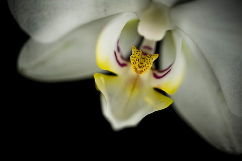 floare, macro, planta cu flori, fragilitate, vulnerabilitate, frumusețe în natură, plantă, prospeţime, a închide, petală, inflorescenţă, cap de floare, Fundal negru, natură, nici o persoana, orhidee, polen, extreme close-up, creştere, studio shot, iris - plantă, 4K, CC0, domeniu public, fără drepturi de autor