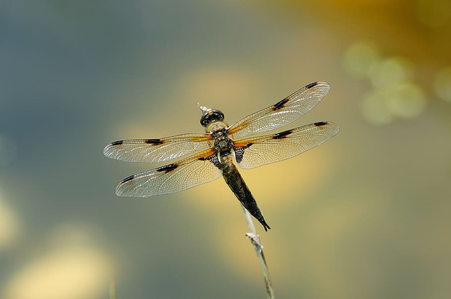 Makro, Libelle, Insekt, ein Tier, Tierthemen, Tierwelt, Tiere in freier Wildbahn, Spinne, Nahansicht, Natur, Tierbein, keine Leute, wirbellos, Tier, Tierflügel, Fokus auf den Vordergrund, Schönheit in der Natur, in voller Länge, draußen, hocken, Tierkörperteil, Tag, Vergrößerung, 4K
