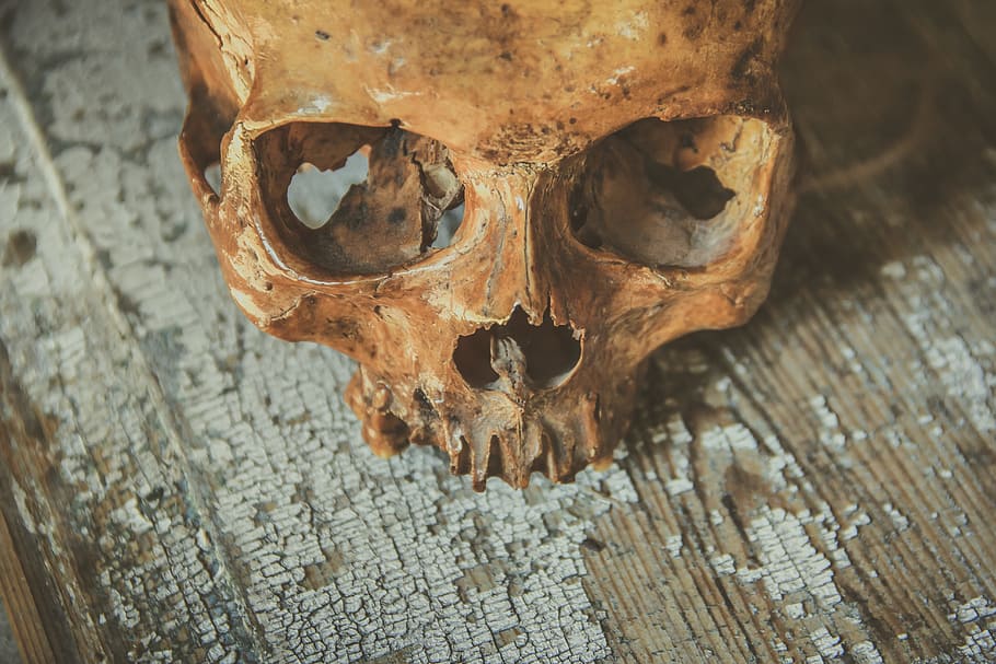 fotografie, hnědý, dekor lebky stůl, lebka, hlava, kost, symbol, smrt, předvečer Všech svatých, mrtvý, hrůza, člověk, nebezpečí, gotický, temný, anatomie, strach, děsivé, starý, duch, zuby, pusa, halloween ikony, mrtvola, nikdo, detail, lidská kostra, dřevo - materiál, stálý život, část těla, vysoký úhel pohledu, den, minulost, kostra, Dějiny, zaměřit se na popředí, strašidelný, uvnitř, 5K