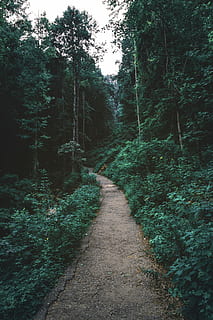 Wald und Weg, Weg, hoch, Bäume, klar, Blau, Himmel, Pfad, Wald, Holz, Baum, Grün, Natur, Georgium, launisch, üppig, Urwald, draussen, draußen, Wanderung, gehen, Pflanze, Richtung, der Weg nach vorn, Ruhe, Land, Wachstum, Fußweg, Schönheit in der Natur, keine Leute, grüne Farbe, ruhige Szene, Nicht-städtische Szene, abnehmende Perspektive, Tag, Szenen - Natur, Straße, 5K, CC0, gemeinfrei, lizenzfrei