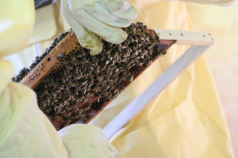 api, apicoltore, miele, natura, alveare, insetto, api da miele, lavoro, apicoltura, alveari, casa delle api, bottino d'api, sciame, pettini, cibo e bevande, nessuno, avvicinamento, mangiare sano, giorno, Favo, invertebrato, messa a fuoco selettiva, cibo, vista dall'alto, fauna selvatica, natura morta, temi animali, Marrone, animale, animali allo stato selvatico, in casa, grande gruppo di animali, tavolo, sporco, freschezza, 5K, CC0, dominio pubblico, privo di copyright