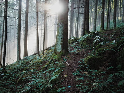 bosc i llum solar, arbres forestals, durant el dia, arbre, bosc, sol, pendent, Camí, tronc de l'arbre, naturalesa, terra, planta, tranquil·litat, bellesa a la natura, tronc, escena tranquil·la, creixement, escenics - natura, escena no urbana, cap gent, boira, dia, medi ambient, remot, a l'aire lliure, ruta, 1080P, CC0, domini públic, lliure de regalies