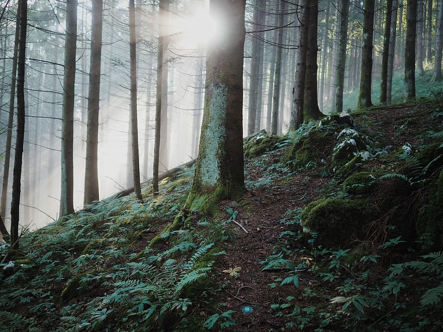 bosc i llum solar, arbres forestals, durant el dia, arbre, bosc, sol, pendent, Camí, tronc de l'arbre, naturalesa, terra, planta, tranquil·litat, bellesa a la natura, tronc, escena tranquil·la, creixement, escenics - natura, escena no urbana, cap gent, boira, dia, medi ambient, remot, a l'aire lliure, ruta, 1080P