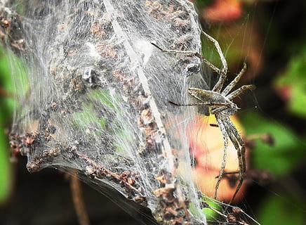 nature, spin, cobweb, network, public record, animal world, weave, macro, natural material, invertebrate, insect, spider web, animals in the wild, animal wildlife, animal themes, close-up, animal, one animal, fragility, arachnid, focus on foreground, spider, arthropod, day, no people, vulnerability, plant, selective focus, outdoors, web, complexity, animal leg, 1080P, CC0, public domain, royalty free