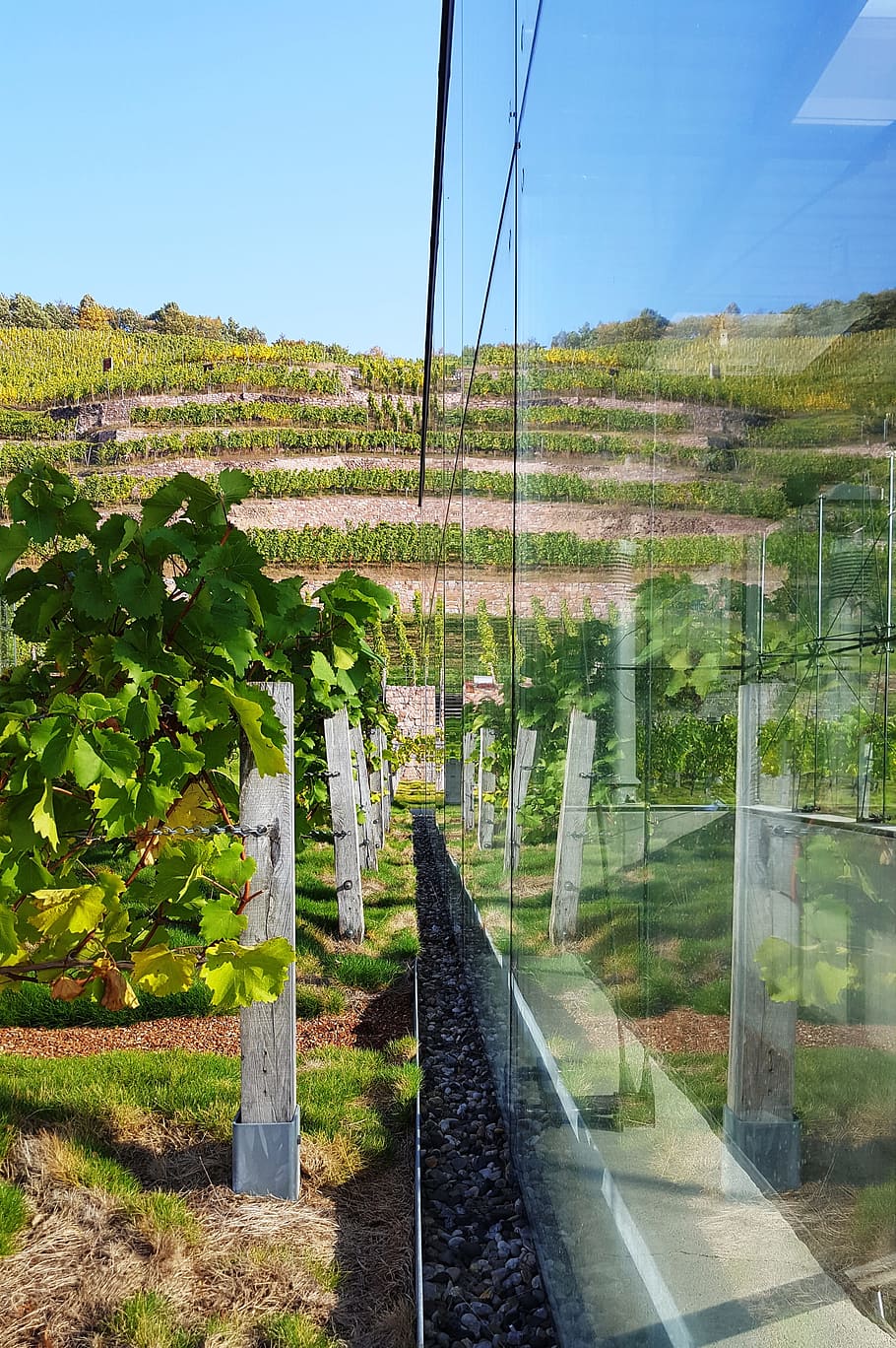 imatge del mirall, vinya, rebstock, planta, naturalesa, creixement, arbre, dia, cel, color verd, arquitectura, cap gent, estructura construïda, terra, camp, llum solar, muntanya, paisatge, a l'aire lliure, bellesa a la natura, agricultura, herba, medi ambient, 4K