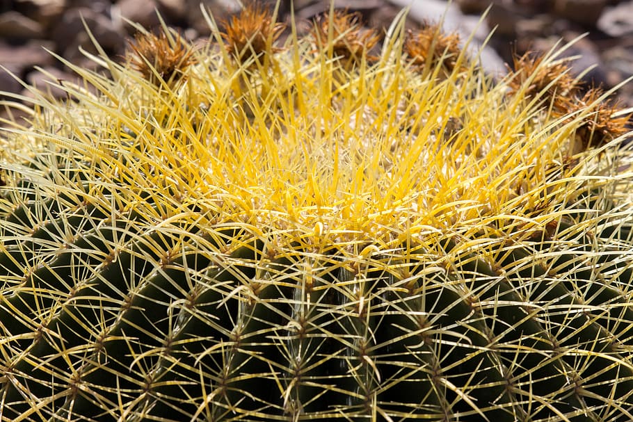 cactus, columna vertebral, desert, espinós, suculent, primer pla, planta suculenta, cap gent, planta, creixement, bellesa a la natura, centrar-se en primer pla, groc, espina, naturalesa, cactus de canó, agut, dia, frescor, flor, vulnerabilitat, a l'aire lliure, planta amb flors, espigada, 5K