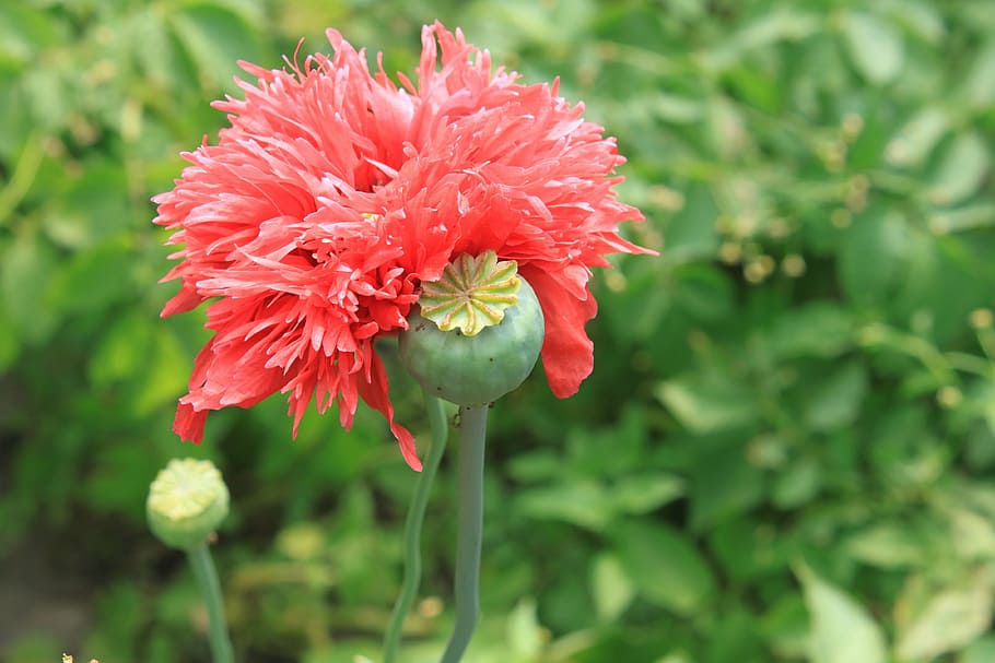 càpsules, flors, herbes, opi, papaver, rosella, rosa, vermell, somniferum, subministrament mèdic, plantes, planta amb flors, flor, planta, fragilitat, bellesa a la natura, creixement, vulnerabilitat, frescor, pètal, primer pla, cap de flor, inflorescència, centrar-se en primer pla, dia, naturalesa, botànica, cap gent, color verd, tija de la planta, pol·len, 4K