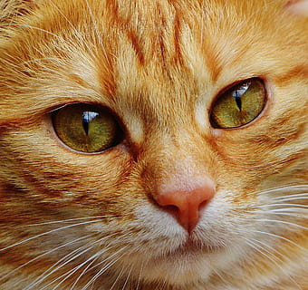 fotografía macro, naranja, atigrado, gato, cara, cerrar, ver, ojos, retrato, adidas, mundo animal, animal, Cara de gato, linda, Mieze, Gato domestico, mascota, gatito, cabeza, expresión, temas de animales, nacional, felino, mascotas, mamífero, animales domesticos, un animal, vertebrado, bigotes, parte del cuerpo del animal, de cerca, cabeza de animal, ojo, nadie, ojo de animal, mirando a la cámara, Gato anaranjado, hocico, nariz de animal, 1080P, CC0, dominio público, libre de derechos
