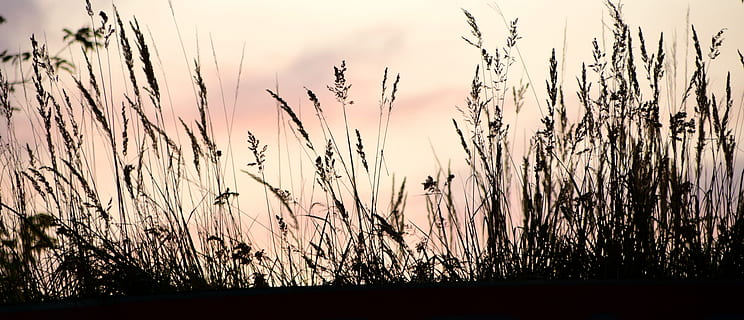 sagoma di piante, tramonto, contorno, ombra, prato, sera, silhouette, romanza, orizzonte, vicino, crepuscolo, luce posteriore, umore, ultimi bagliori, cielo serale, erbe, natura, pianta, crescita, bellezza nella natura, nessuno, terra, cielo, la tranquillità, campo, erba, paesaggio, scena tranquilla, agricoltura, raccolto, all'aperto, ambiente, scena rurale, pianta di cereali, erba di coda di topo, 5K, CC0, dominio pubblico, privo di copyright