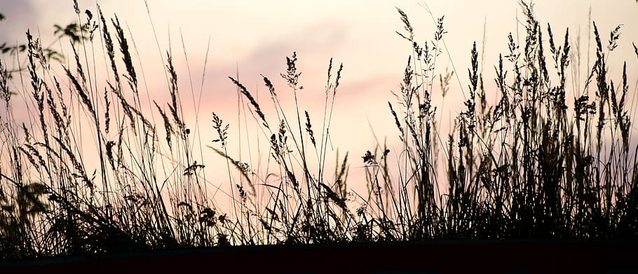 sagoma di piante, tramonto, contorno, ombra, prato, sera, silhouette, romanza, orizzonte, vicino, crepuscolo, luce posteriore, umore, ultimi bagliori, cielo serale, erbe, natura, pianta, crescita, bellezza nella natura, nessuno, terra, cielo, la tranquillità, campo, erba, paesaggio, scena tranquilla, agricoltura, raccolto, all'aperto, ambiente, scena rurale, pianta di cereali, erba di coda di topo, 5K