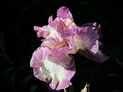 Iris, Cape Cod, Blumen-, Pflanze, natürlich, blühen, Blütenblatt, botanisch, organisch, Stengel, Botanik, Kraut, Landwirtschaft, draußen, Umgebung, Wildblume, Blume, Blatt, Gartenbau, Vegetation, blühende Pflanze, Schönheit in der Natur, Verletzlichkeit, Zerbrechlichkeit, Blütenstand, Nahansicht, Blütenkopf, Wachstum, Frische, pinke Farbe, keine Leute, Natur, lila, Fokus auf den Vordergrund, Tag, Iris - Pflanze, schwarzer Hintergrund, Pollen, 4K, CC0, gemeinfrei, lizenzfrei
