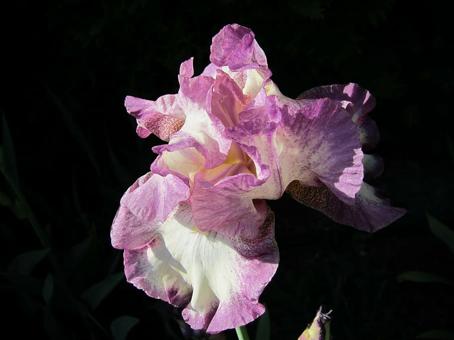iris, capo cod, floreale, pianta, naturale, fiorire, fioritura, petalo, botanico, biologico, stelo, botanica, erba, agricoltura, all'aperto, ambiente, Fiore di campo, fiore, foglia, orticoltura, vegetazione, pianta fiorita, bellezza nella natura, vulnerabilità, fragilità, infiorescenza, avvicinamento, testa di fiore, crescita, freschezza, colore rosa, nessuno, natura, viola, concentrarsi sulle conoscenze acquisite, giorno, iris - pianta, sfondo nero, polline, 4K