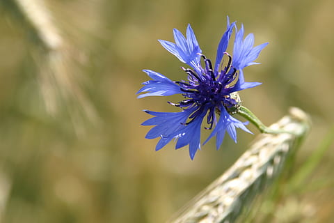 cornflower, blå, kornmark, kornblomst, blå, natur, blomst, plante, lilla, sommer, tæt på, udendørs, grøn farve, makro, urt, skønhed i naturen, skrøbelighed, vækst, blomstrende plante, friskhed, sårbarhed, kronblad, blomsterstand, blomsterhoved, ingen mennesker, selektiv fokusering, botanik, dag, fokus på forgrunden, forår, pollen, 2K, CC0, offentligt domæne, royaltyfrie