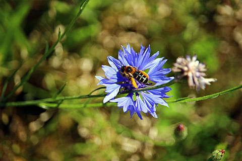 flor, abella, blauet, insecte, florir, naturalesa, planta, tancar, mel d'abella, primavera, pol·len, apis, polinització, blau, flor silvestre, primer pla, macro, estiu, porpra, bellesa a la natura, a l'aire lliure, color verd, flor única, un animal, temes d'animals, creixement, planta amb flors, animal, invertebrat, fauna animal, fragilitat, animals a la natura, frescor, pètal, vulnerabilitat, cap de flor, Abellot, 5K, CC0, domini públic, lliure de regalies
