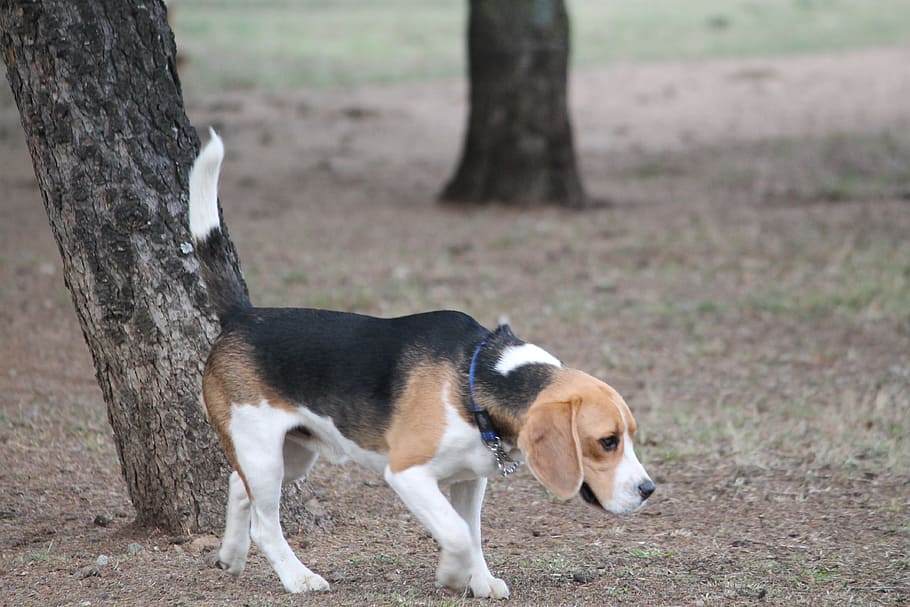 hund, beagle, medium, tan, sort, hvid, kæledyr, park dyr, gå, dyre temaer, et dyr, indenlandske, hunde, husdyr, pattedyr, dyr, bagagerum, træstamme, plante, træ, ingen mennesker, dag, hvirveldyr, leder, stående, natur, sidebillede, renraset hund, 4K
