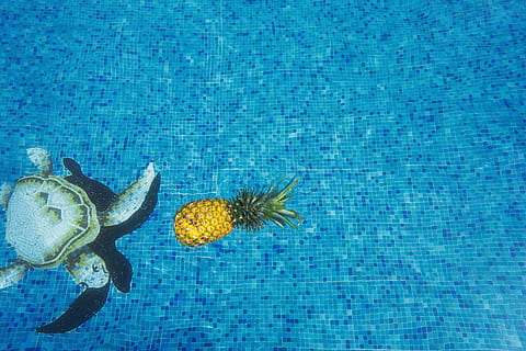 pineapple, sea turtle, dessert, appetizer, fruit, juice, crop, swim, pool, water, blue, turtle, food, backgrounds, swimming pool, animal, animal themes, animal wildlife, animals in the wild, no people, nature, one animal, flower, close-up, insect, floating, floating on water, invertebrate, day, beauty in nature, animal wing, butterfly - insect, 5K, CC0, public domain, royalty free