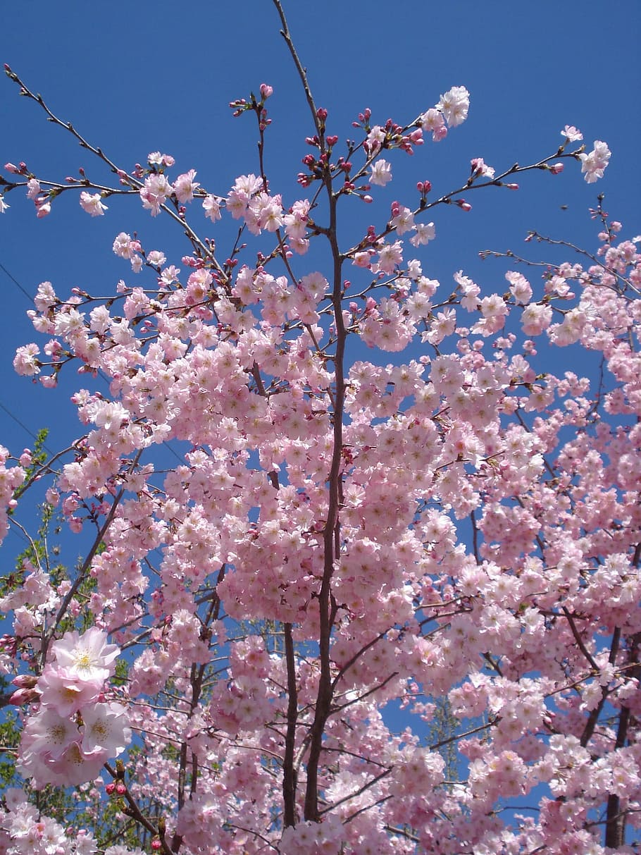 Blüte, Kirsche, Kirschbaum, Himmel, Blume, blühend, Kirsche, Baum, Frühling, Kirschblüte, blühen, Zerbrechlichkeit, blühende Pflanze, Pflanze, Wachstum, Verletzlichkeit, Frische, pinke Farbe, Schönheit in der Natur, Flachwinkelansicht, Natur, Ast, Tag, keine Leute, draußen, Blumenstrauß, 1080P