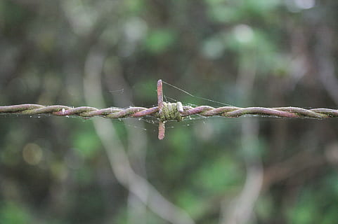 prikkeldraad, draad, sluitend, roestig, ijzer, natuur, boom, focus op de voorgrond, detailopname, tak, fabriek, dag, geen mensen, dierlijke thema's, dierenleven, dieren in het wild, buitenshuis, dier, land-, één dier, takje, selectieve aandacht, Bos, ongewerveld, ingewikkeldheid, 4K, CC0, publiek domein, royaltyvrij
