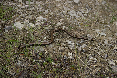 serp, cuc lent, natrix, llangardaix, naturalesa, gatejar, fauna animal, terra, temes d'animals, rèptil, un animal, animals a la natura, animal, cap gent, vista d’angle alt, camp, dia, planta, vertebrats, a l'aire lliure, primer pla, herba, sec, verinós, 5K, CC0, domini públic, lliure de regalies