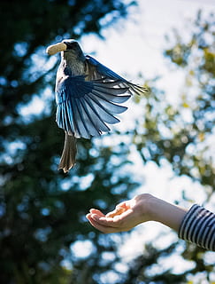 blu, ghiandaia, uccello, mano umana, mano, animali allo stato selvatico, fauna selvatica, vertebrato, parte del corpo umano, un animale, concentrarsi sulle conoscenze acquisite, volante, ali spiegate, una persona, persone reali, giorno, natura, mezz'aria, persona irriconoscibile, parte del corpo, all'aperto, dito, arto umano, 2K, CC0, dominio pubblico, privo di copyright